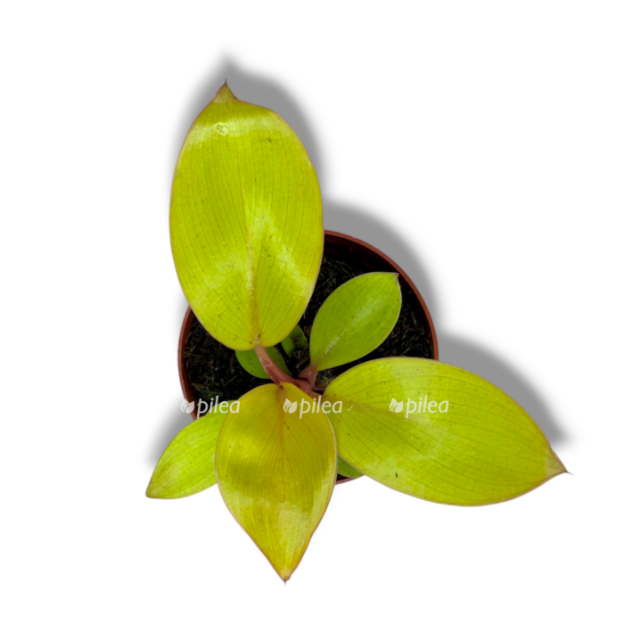 filodendron mars e1762754361635