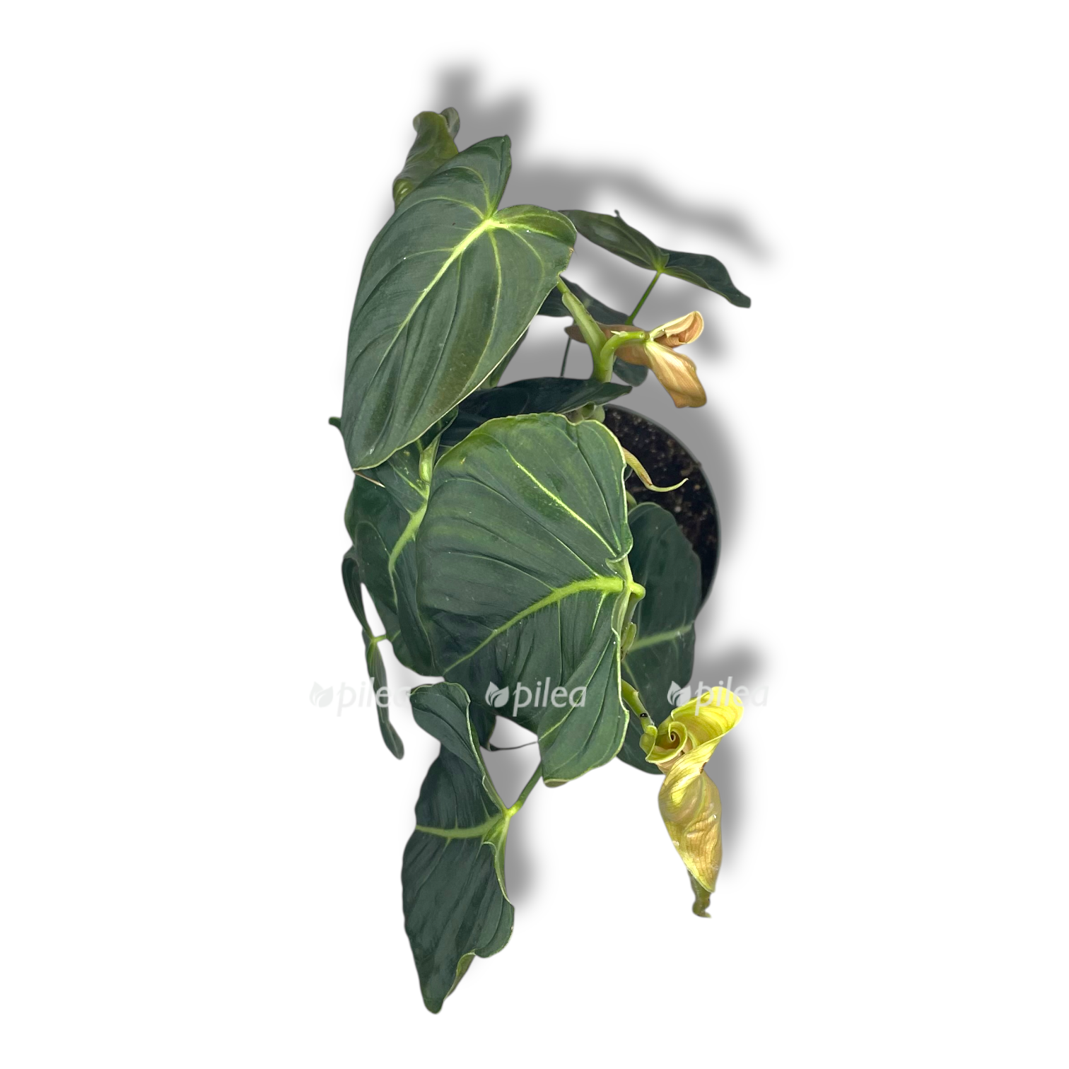 filodendron melanohrizum