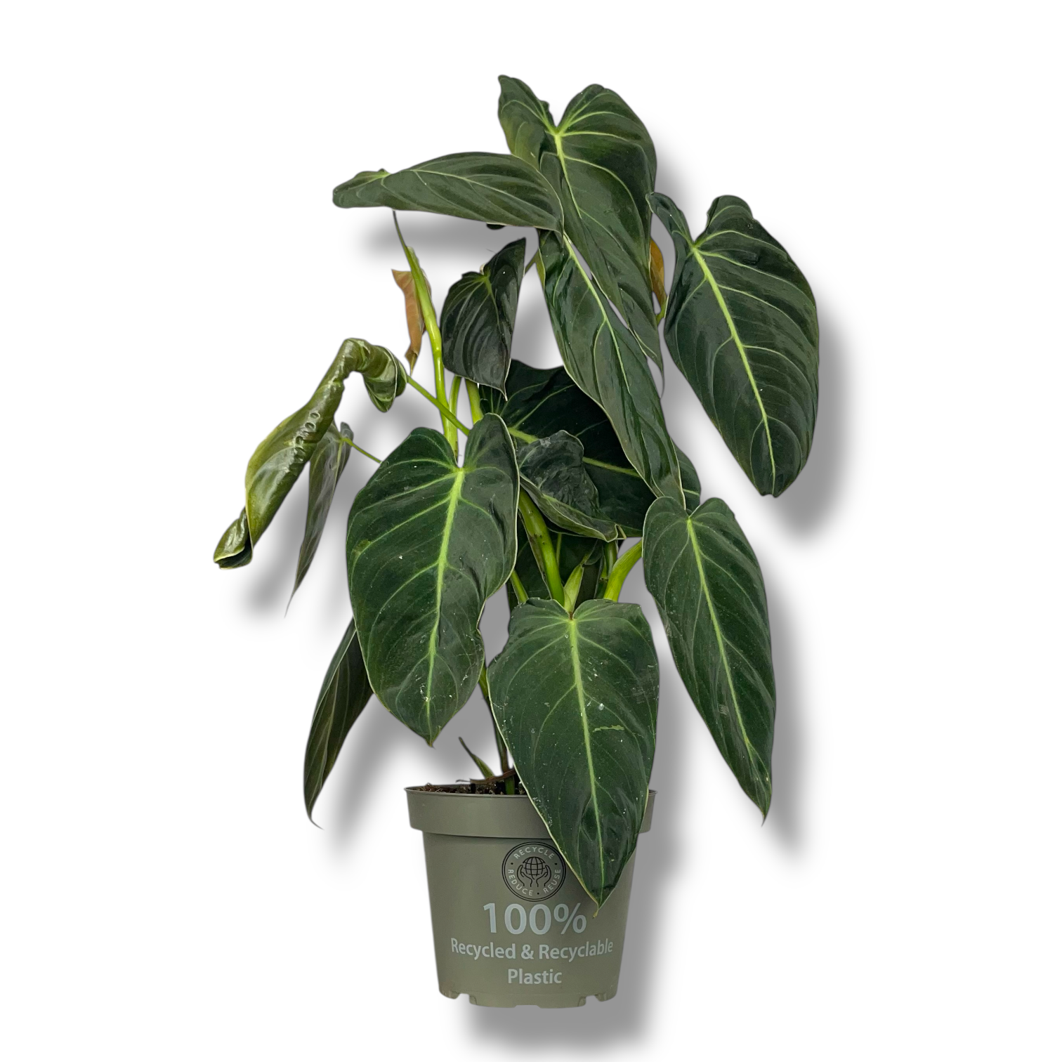 filodendron melanohrizum