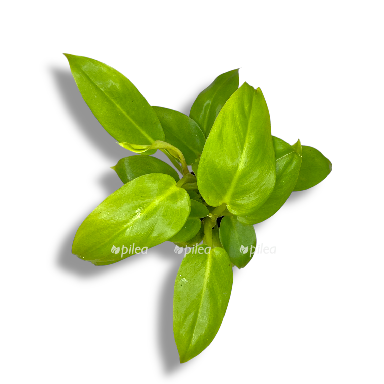 filodendron melinonii gold