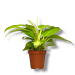 filodendron melinonii gold
