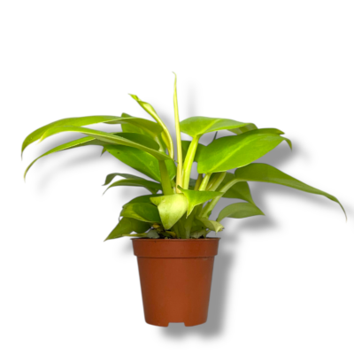 filodendron melinonii gold