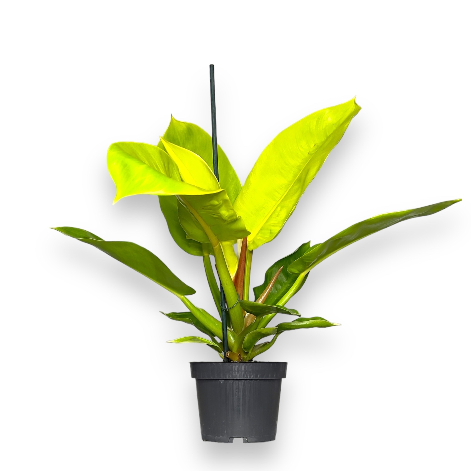 filodendron munlajt 1