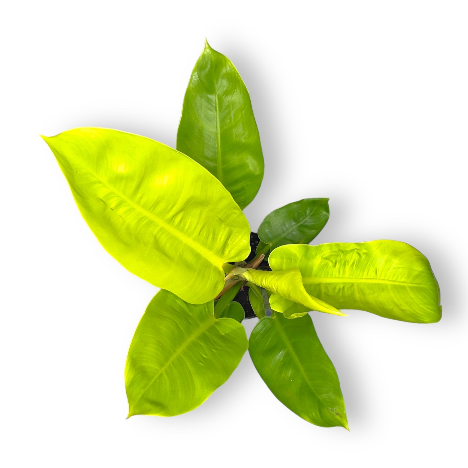 filodendron munlajt 30 sm