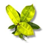 filodendron munshajn e1743737612853