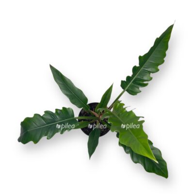 filodendron nerrou eskejp