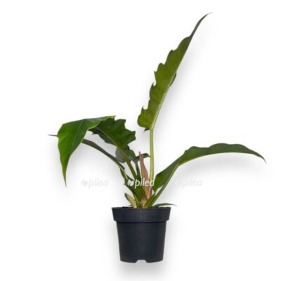 filodendron nerrou eskejp e1740321821167