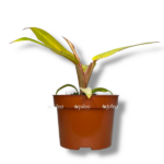 filodendron oranzh marmelad e1755096843884