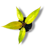 filodendron oranzh marmelad e1755096851470