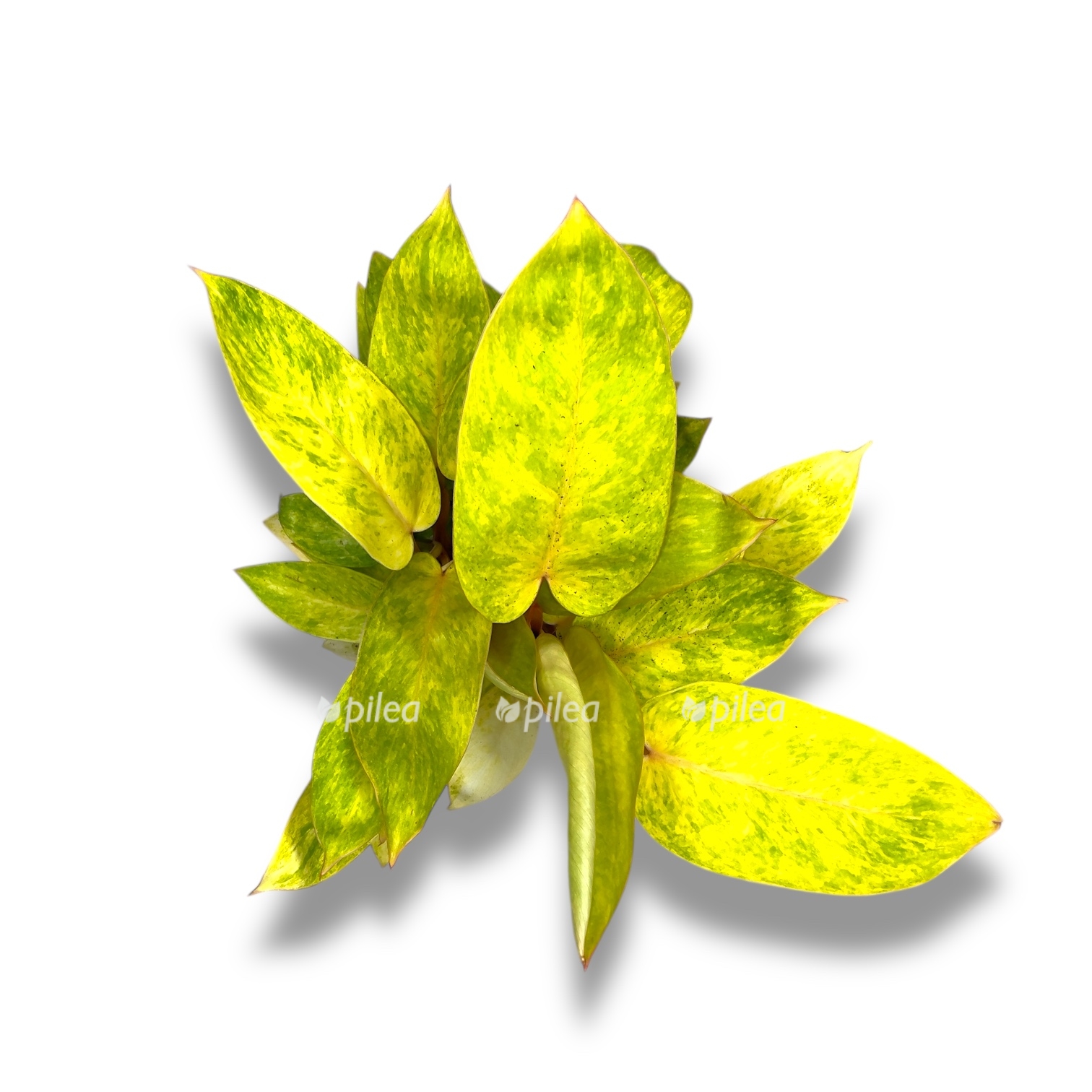 filodendron painted ledi