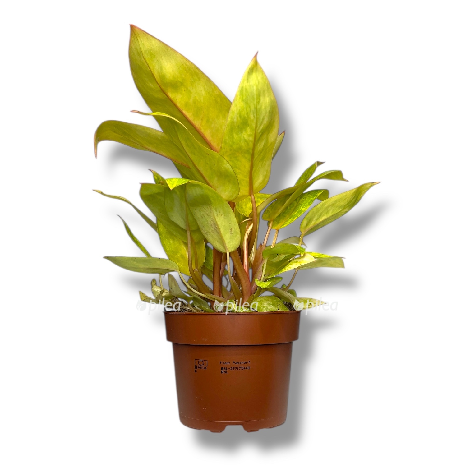 Филодендрон Паинтед Леди купить