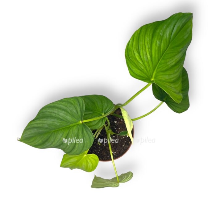 filodendron pastazanum e1709642690287