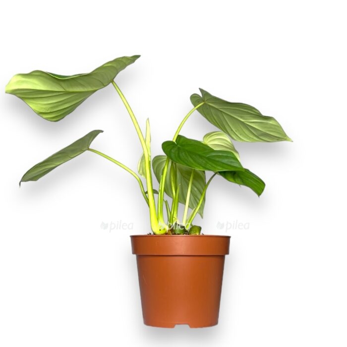 filodendron pastazanum e1709642697840