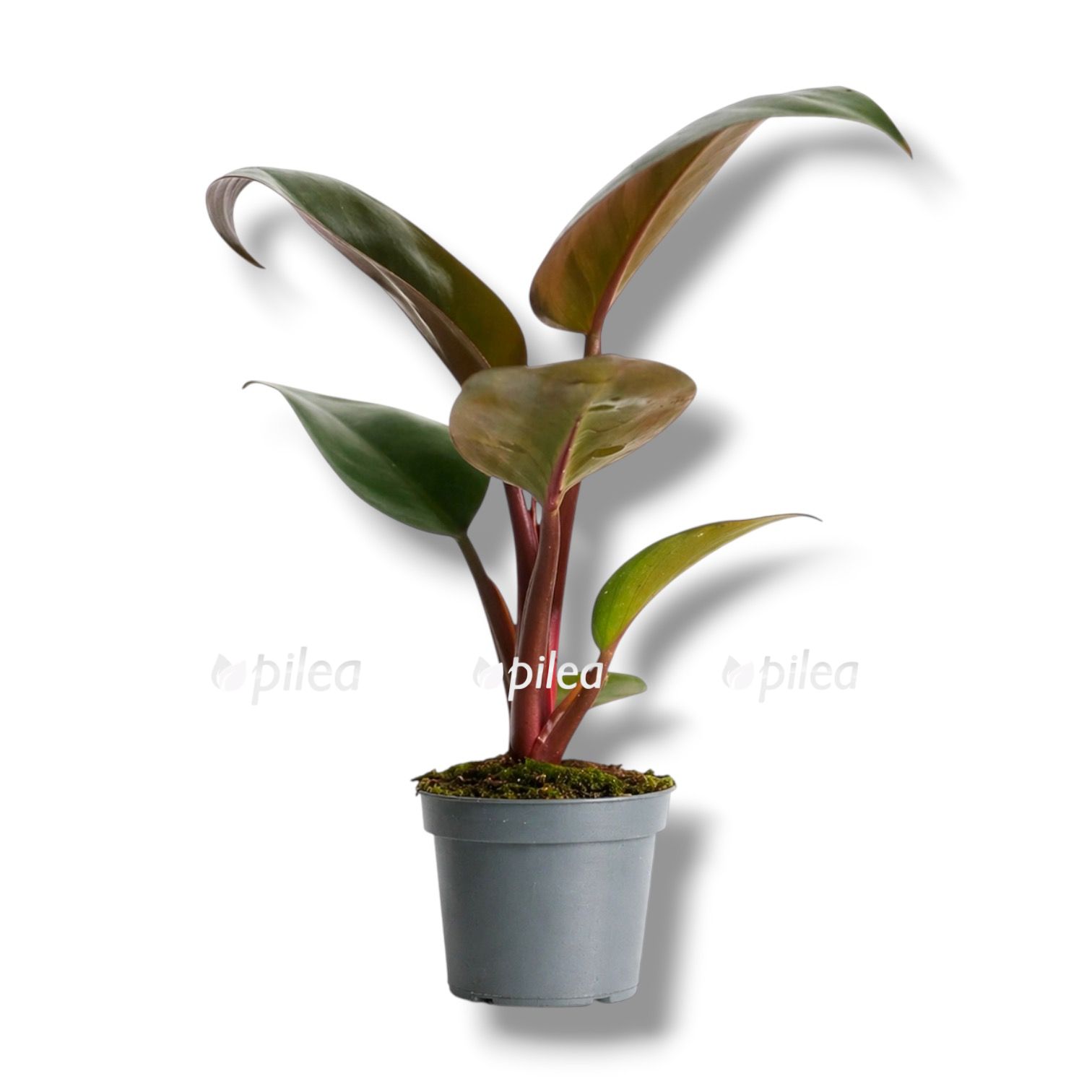 Филодендрон Перпл Конго купить