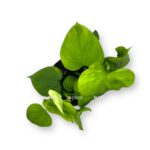 filodendron peru