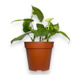 filodendron peru