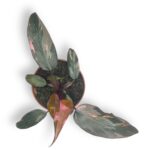 filodendron pink princess 1