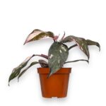 filodendron pink princess d8 sm