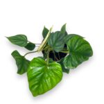filodendron plovmani 1 1