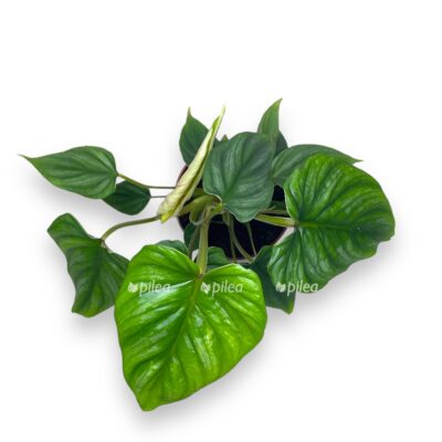 filodendron plovmani 1 1