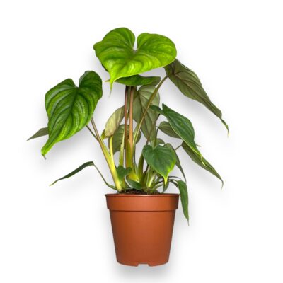 filodendron plovmani 1