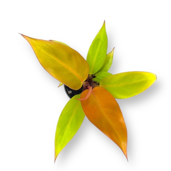 filodendron princ of oranzh d6 h15 e1699202784523