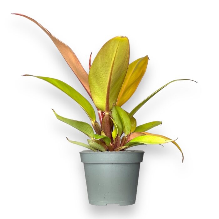 filodendron princ of oranzh d6 h15 sm e1699202797469