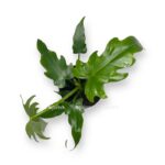 filodendron radiatum e1710867556613