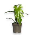 filodendron radiatum e1710867563962