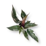 filodendron red anderson 2 e1729080592762