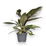filodendron red anderson e1729080574174