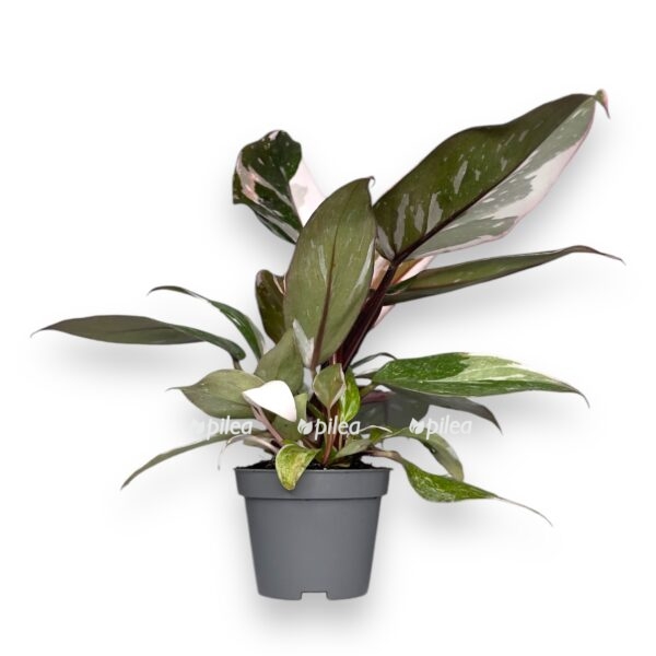 filodendron red anderson e1729080574174