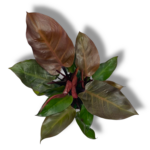 filodendron red san