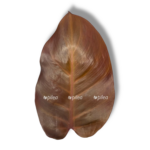 filodendron red san 1 2