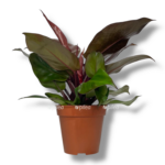 filodendron red san 1 3