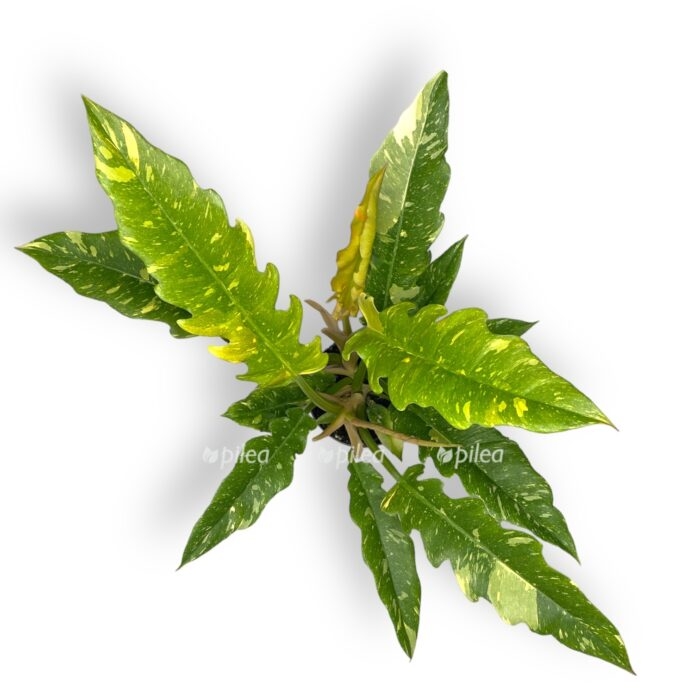 filodendron ring of faer 1235 sm 2 e1700666220246