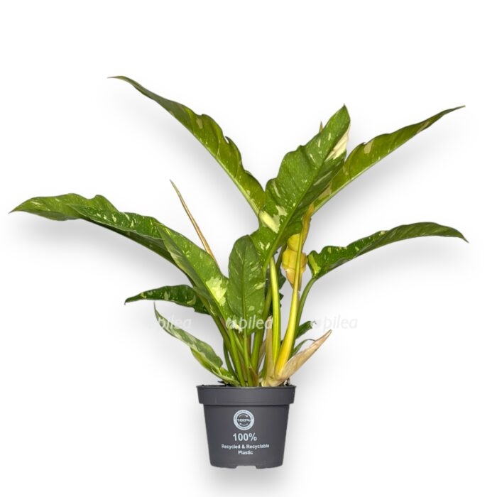 filodendron ring of faer 1235 sm e1700666228216