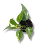 filodendron rio 1 1