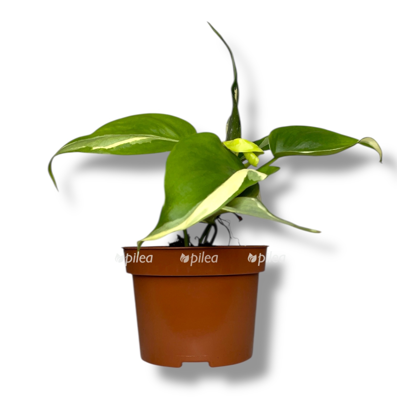 filodendron rio 1