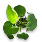 filodendron rugosum