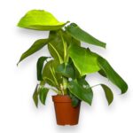 filodendron rugosum 1 1