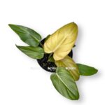 filodendron sammer glori 1425 sm e1701181150498