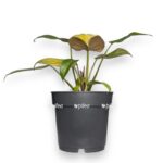 filodendron sammer glori e1701181155932