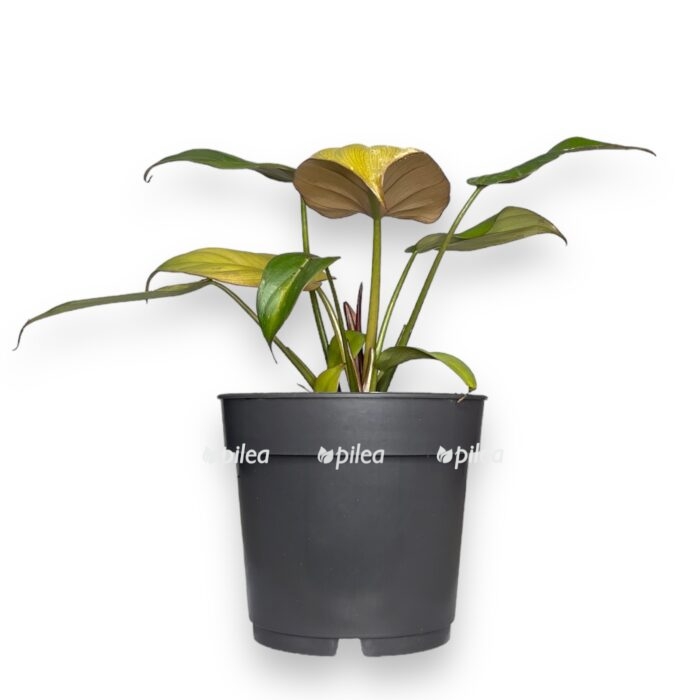 filodendron-sammer-glori-e1701181155932.jpg filodendron sammer glori e1701181155932