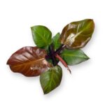 filodendron sanlajt 12 30