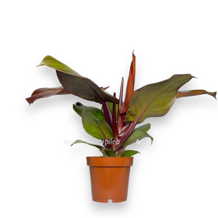 filodendron-sanlajt-12-30-sm-e1699379948550.jpeg filodendron sanlajt 12 30 sm e1699379948550