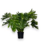 filodendron selloum houp 1 1