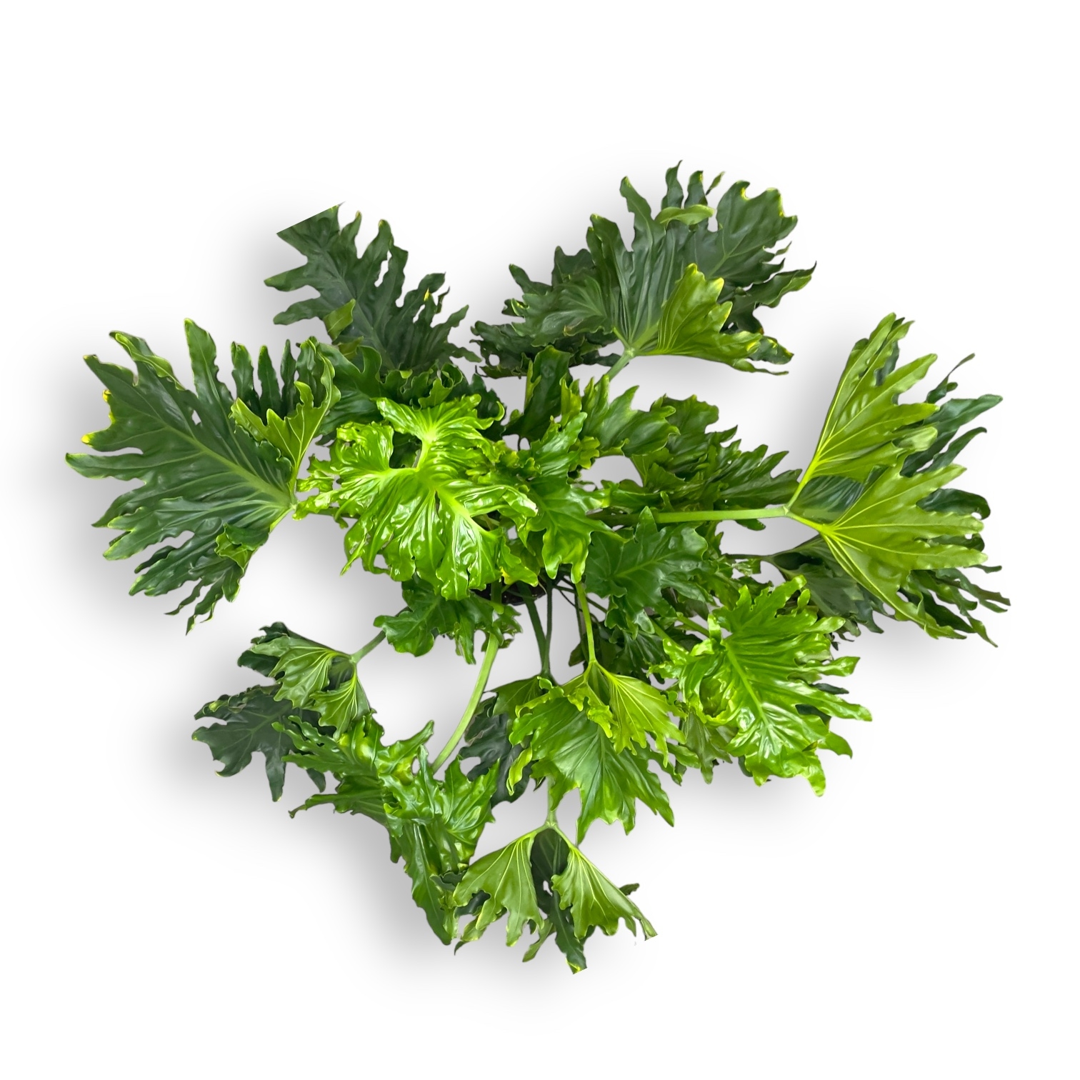 filodendron selloum houp 2