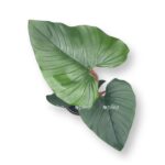 filodendron serpens
