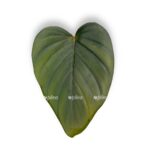 filodendron serpens 1